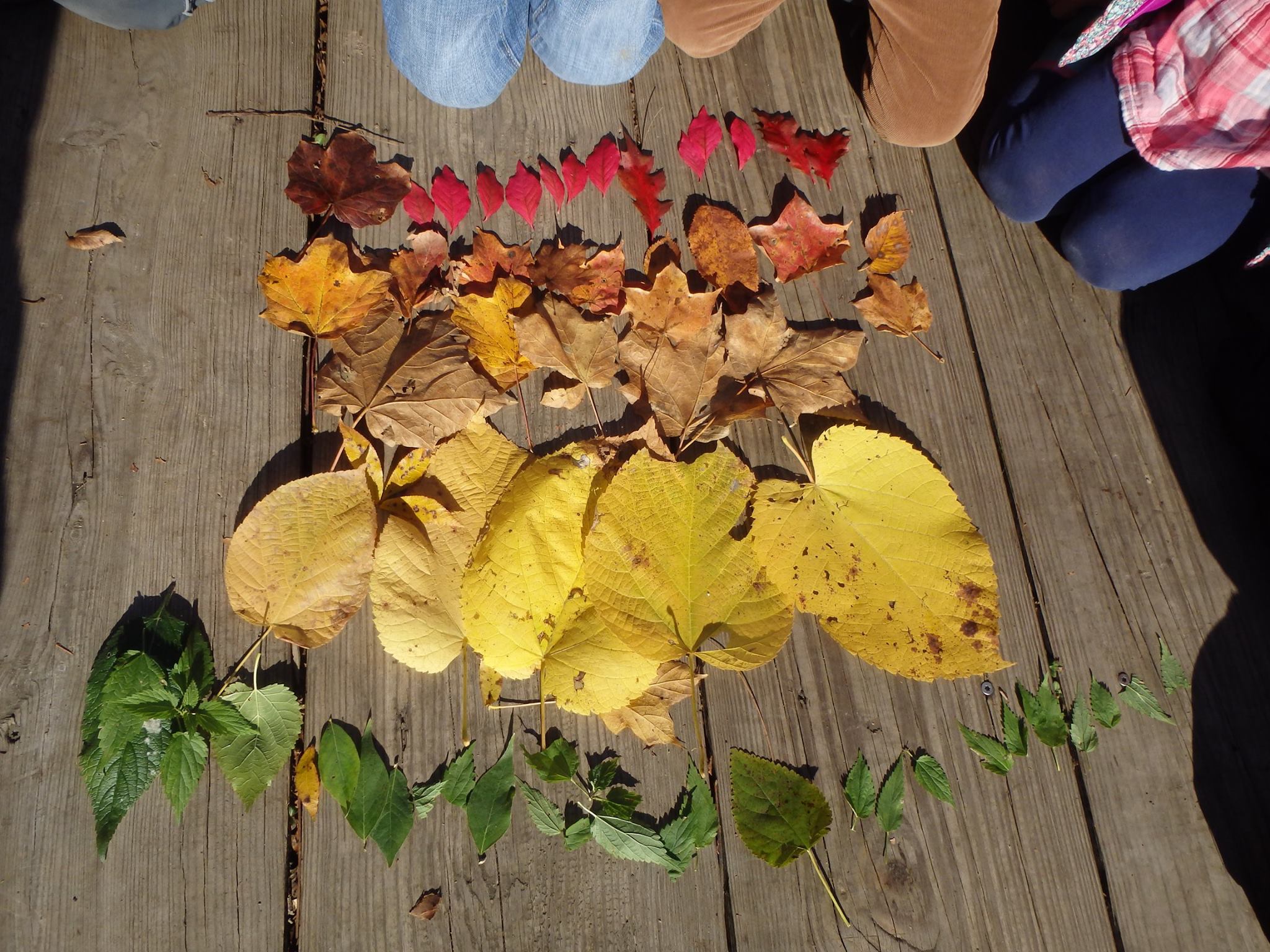 Fall leaves on table